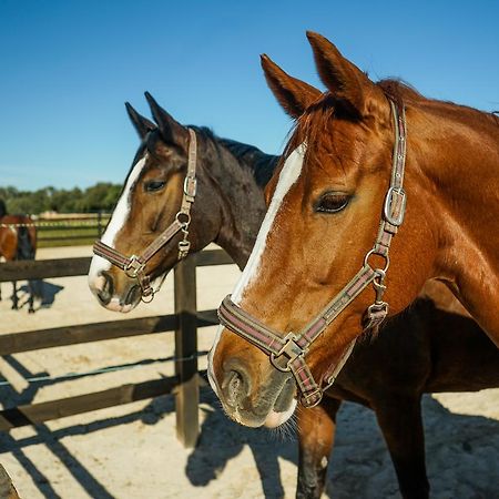 Villa Vmg Horse Ranch (Adults Only) Llucmajor  Exterior foto